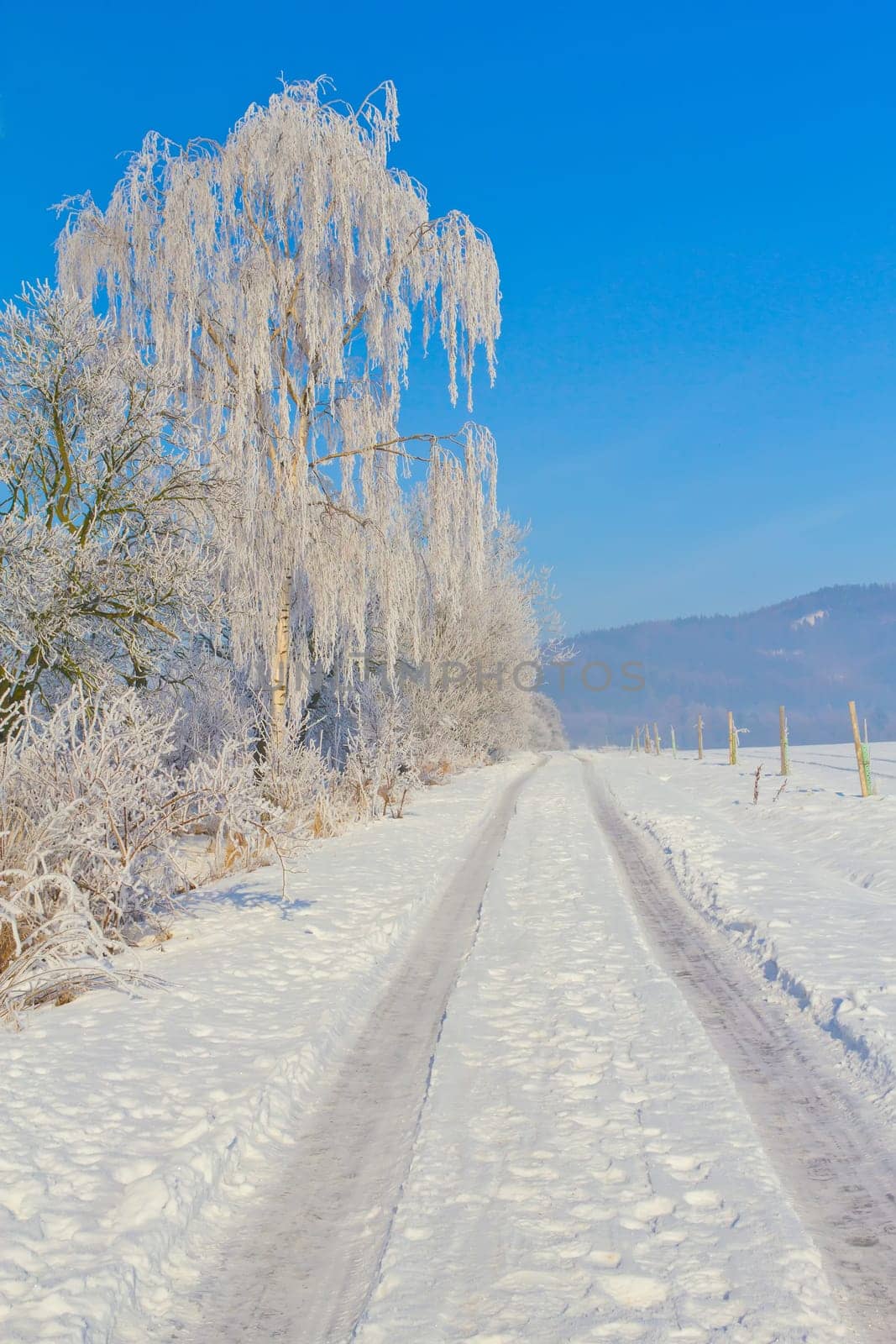 Countryside road through winter field  surrounded by snowy trees. Vertically. (Czech Republic)