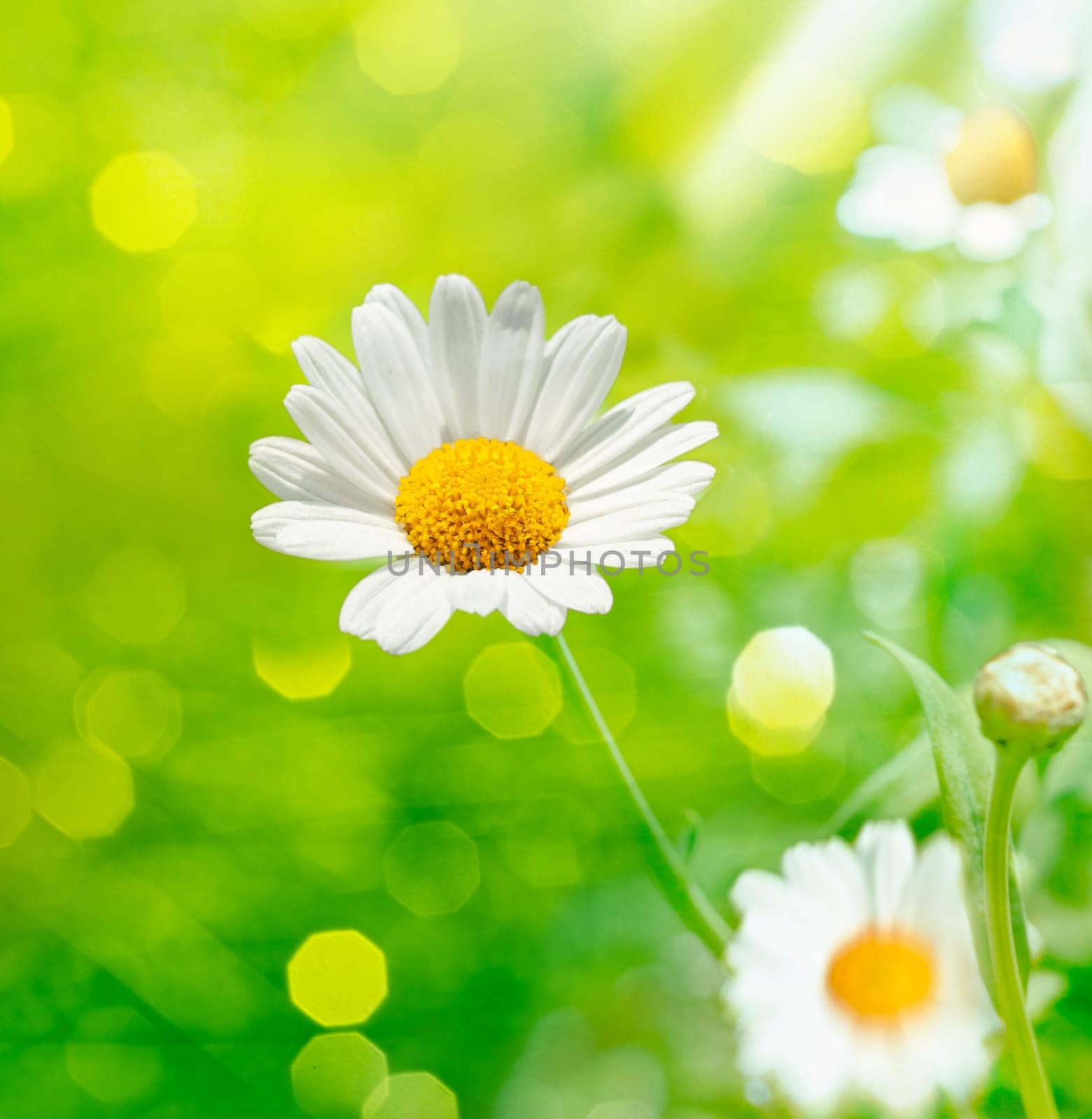 Defocused Meadow with beautiful Dog Daisies and nice green bokeh. Outdoors at a sunshine day