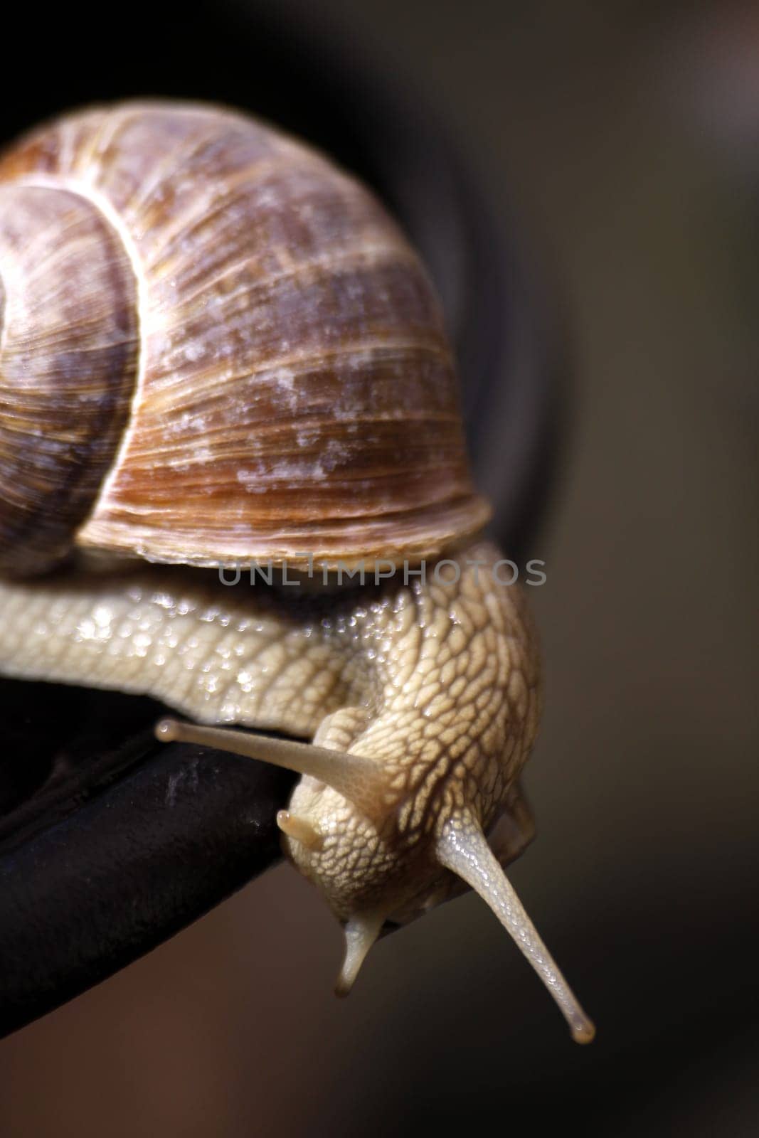 Edible snail