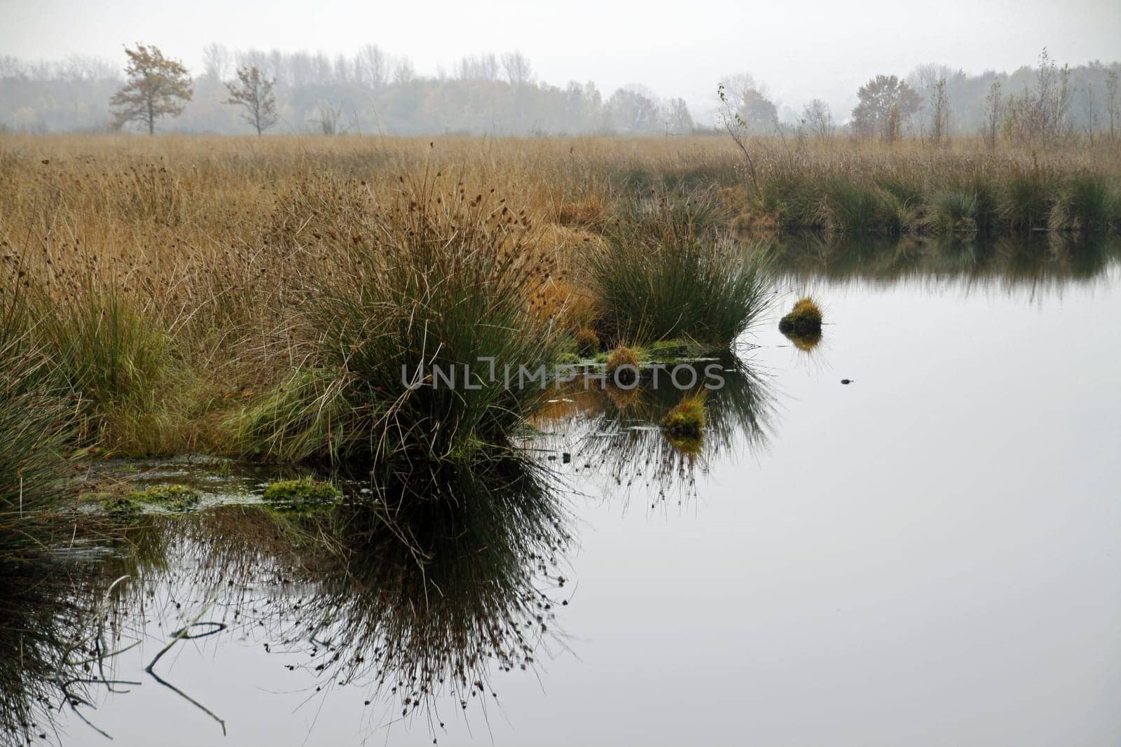 In the Hiller Moor on a gloomy autumn day