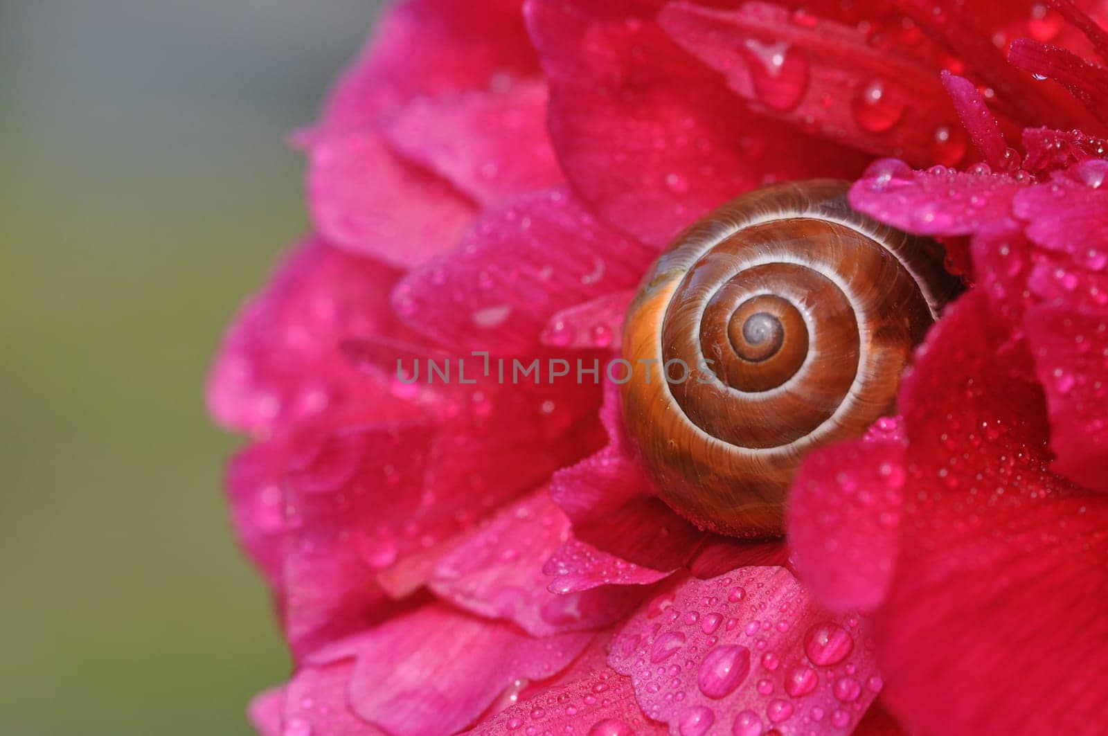 Snail-shell