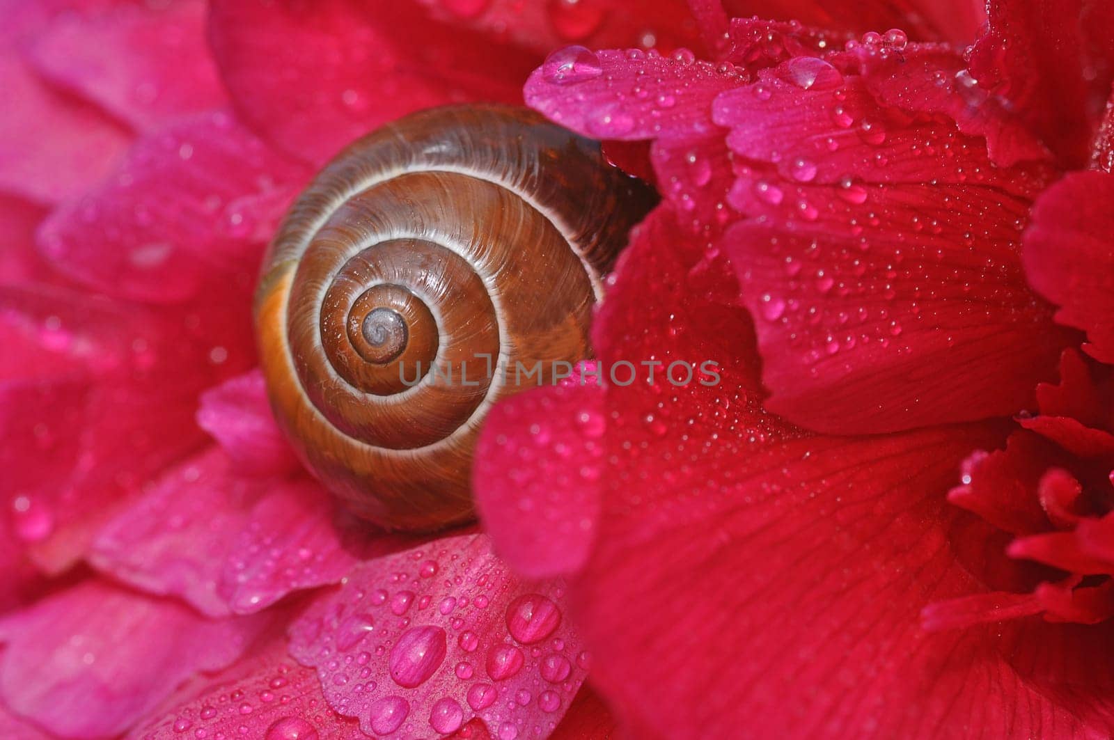 Snail-shell