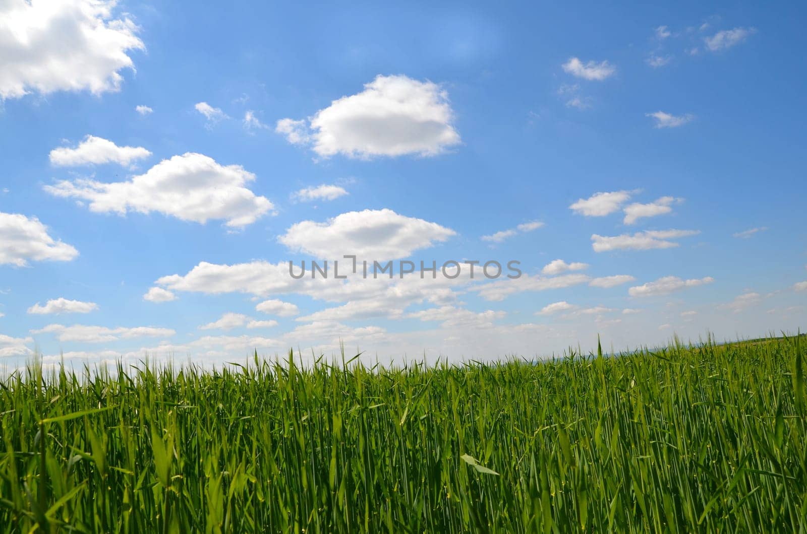 Landscape,Clouds,Meadow,Rapeseed Field