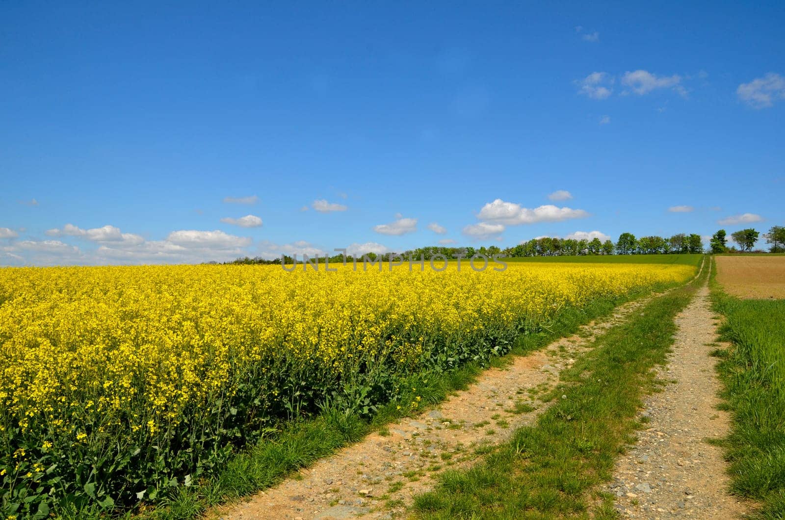Landscape,Clouds,Meadow,Rapeseed Field