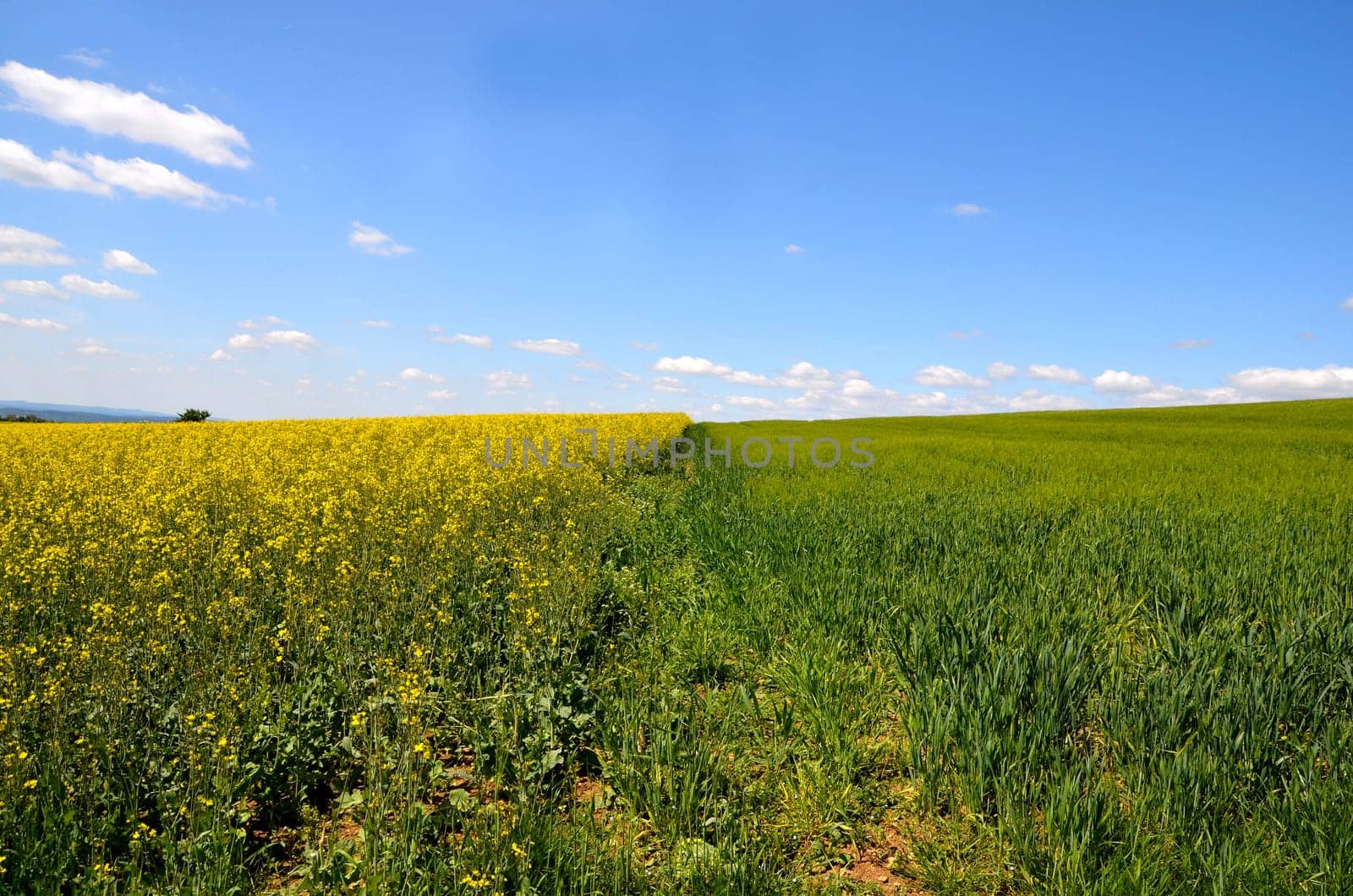 Landscape,Clouds,Meadow,Rapeseed Field