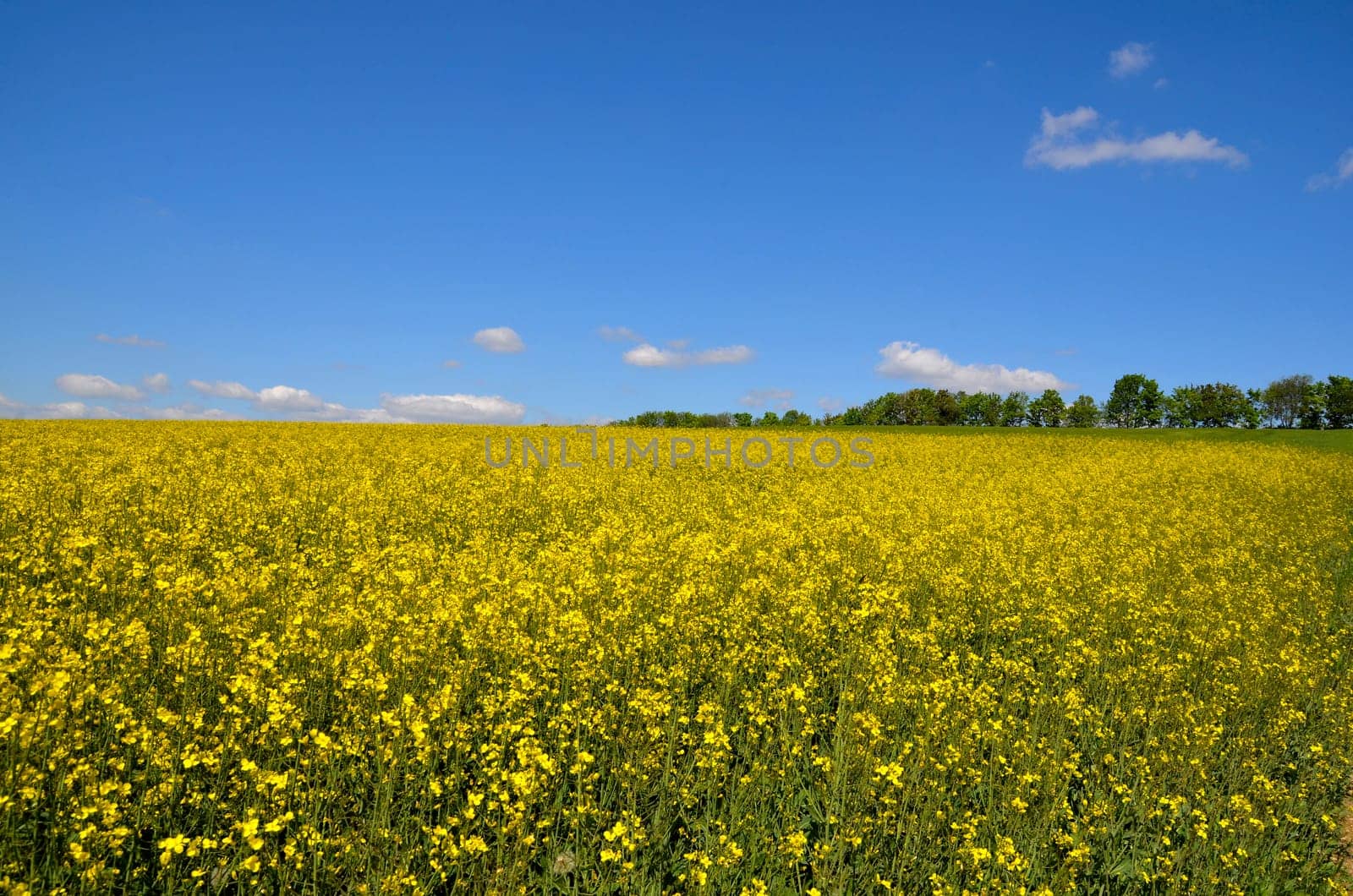Landscape,Clouds,Meadow,Rapeseed Field