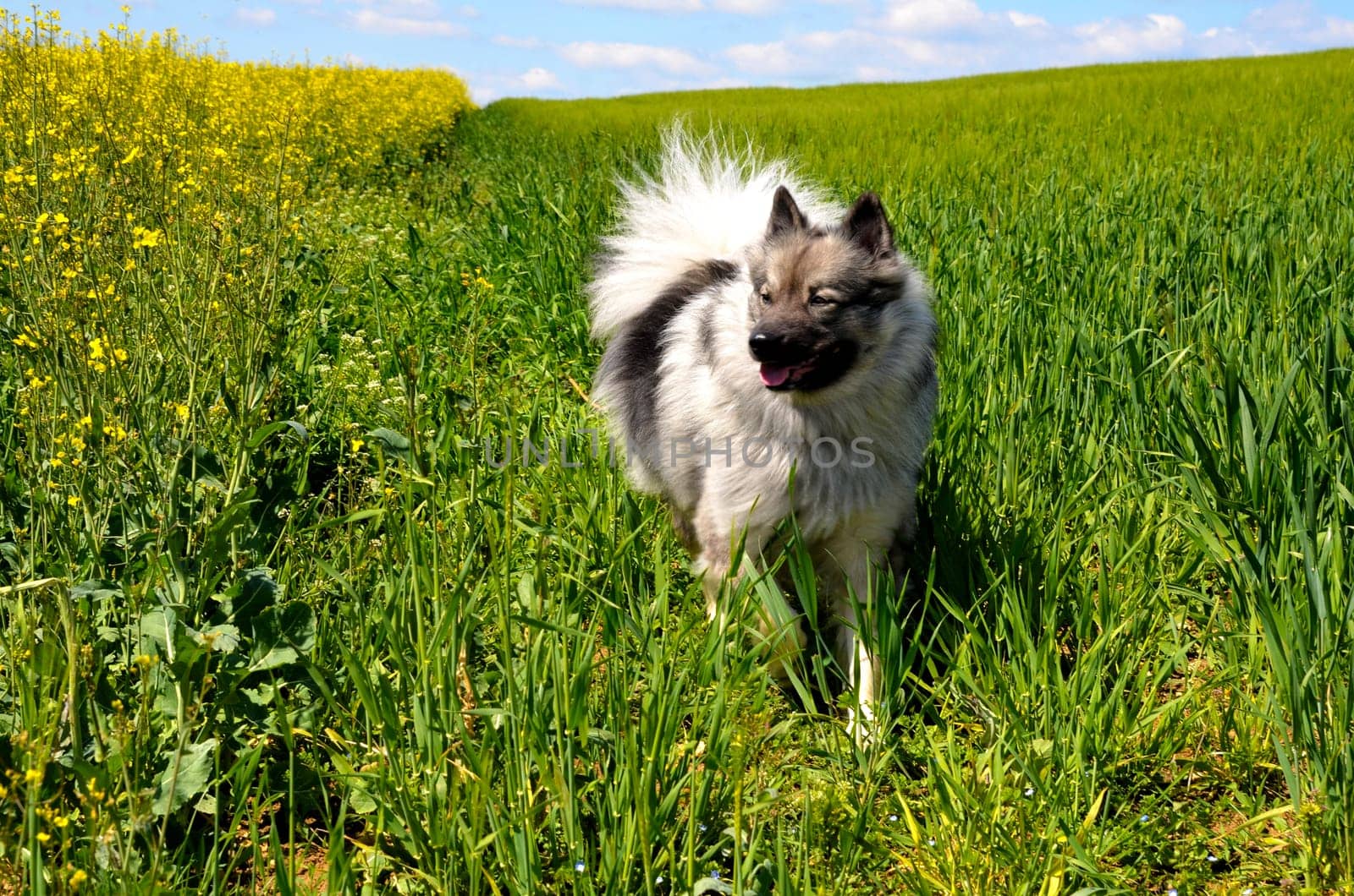 Dog Wolfspitz Meadow