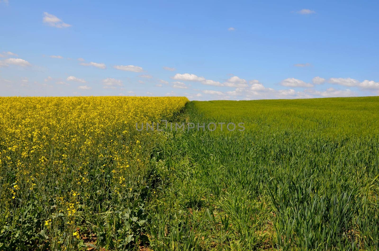 Landscape,Clouds,Meadow,Rapeseed Field