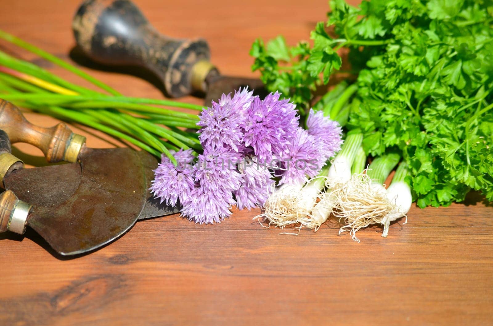 Herb chives garden