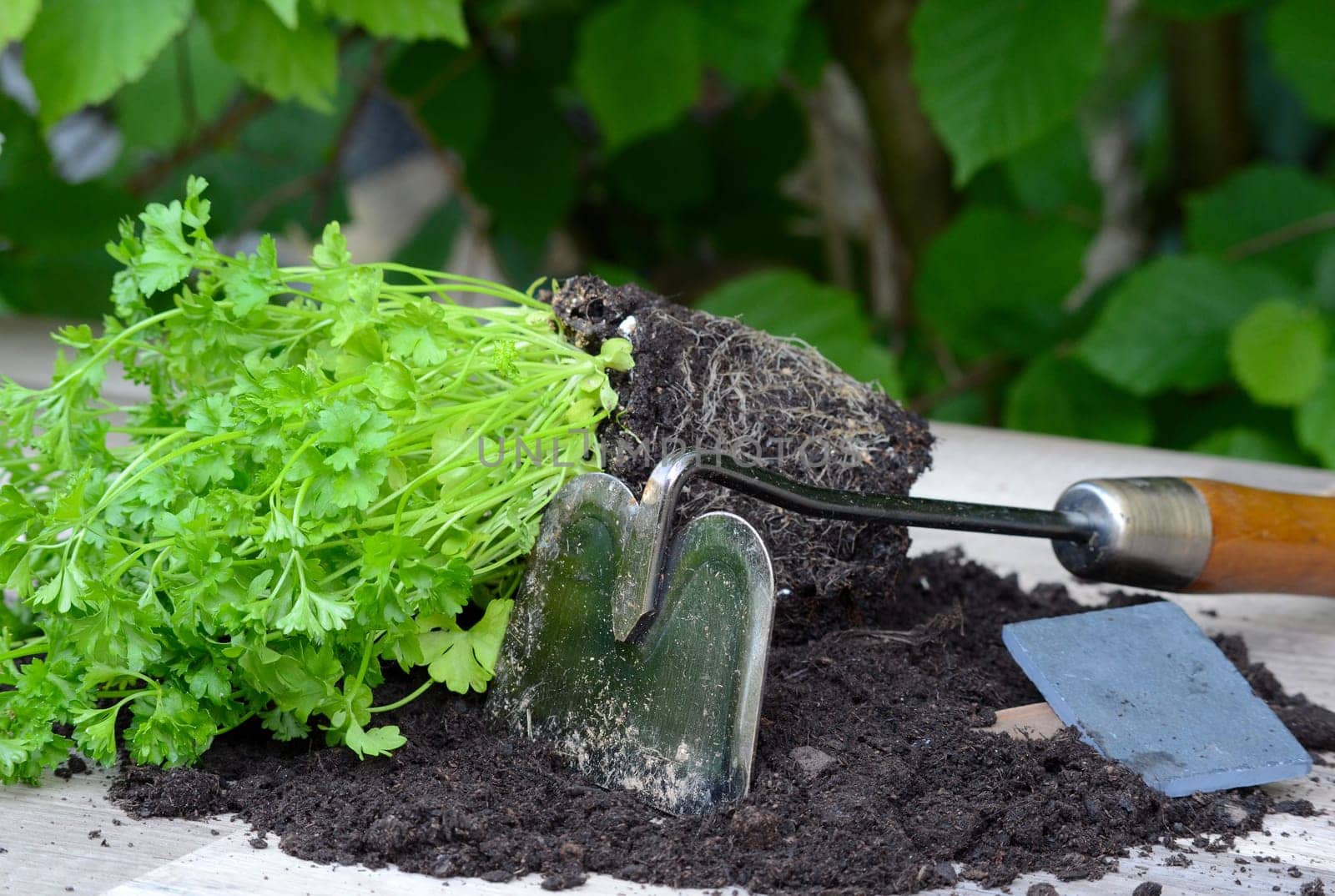 Plants Garden Potting Soil