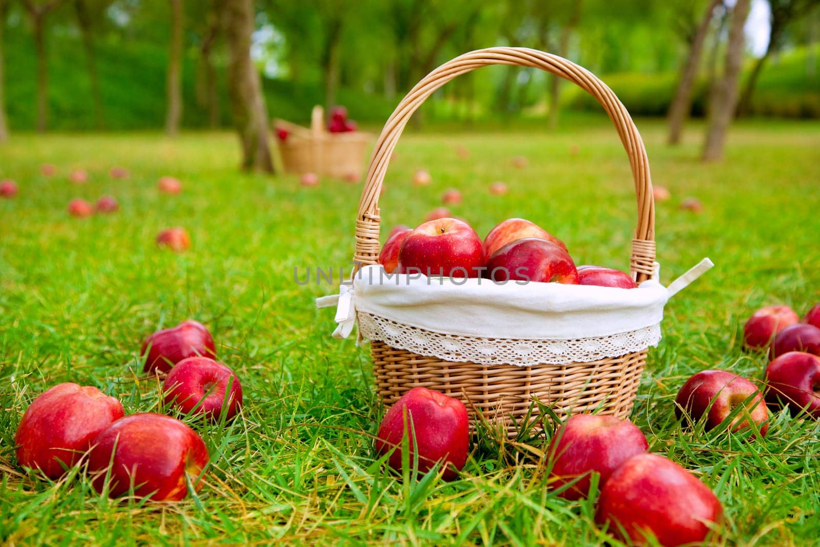 apples in basket on a grass trees field in red color