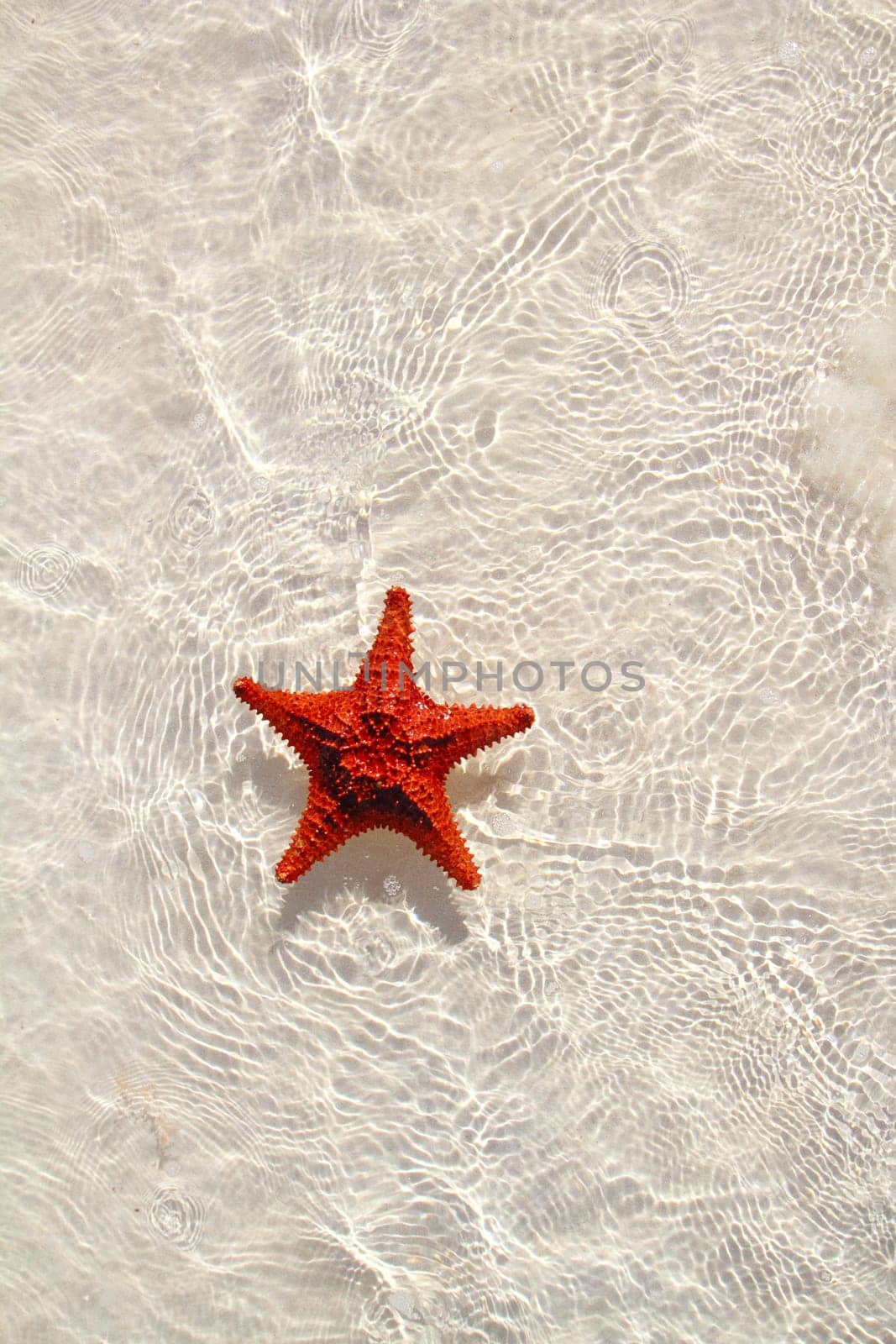 beautiful starfish orange in wavy shallow water
