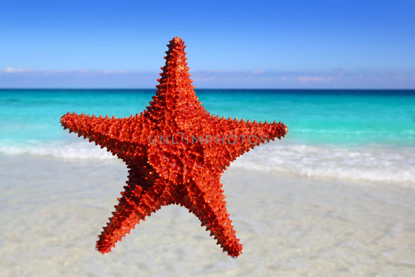 starfish isolated with a tropical turquoise beach background