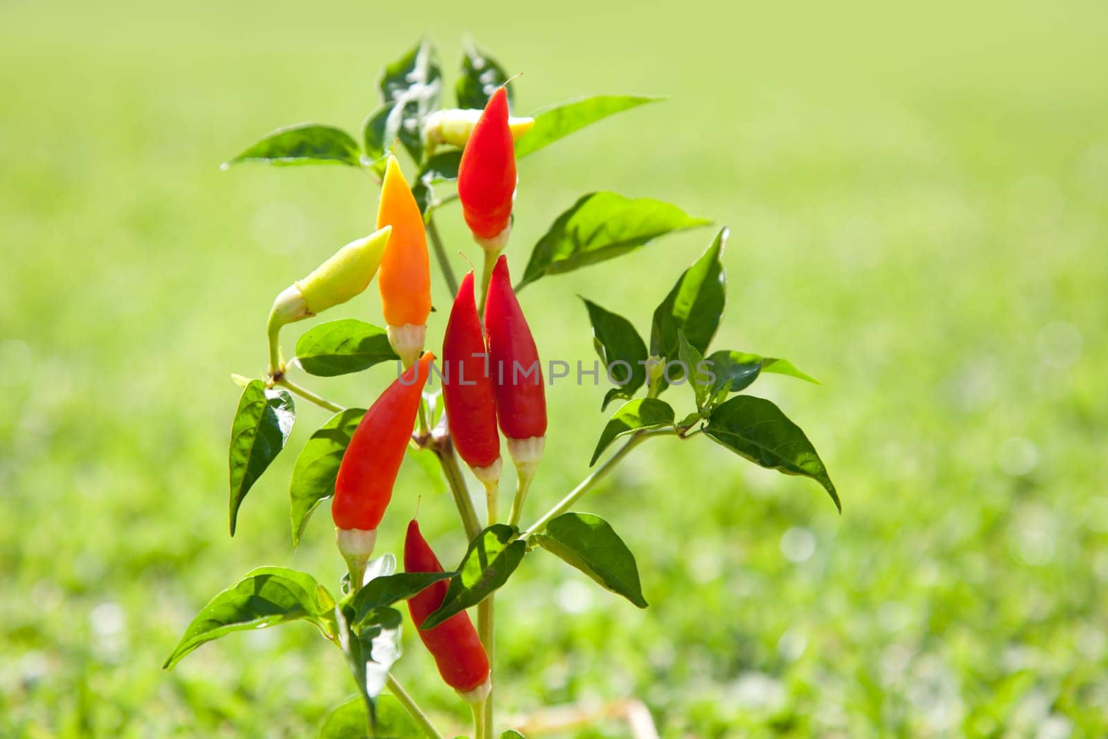chili hot peppers plant in red orange and yellow