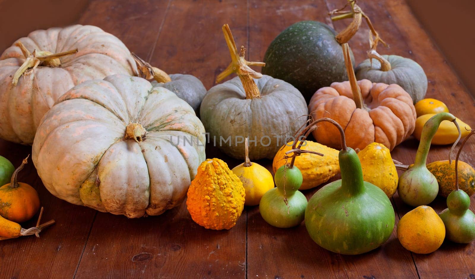 Halloween pumpkin still life on wood table with various species