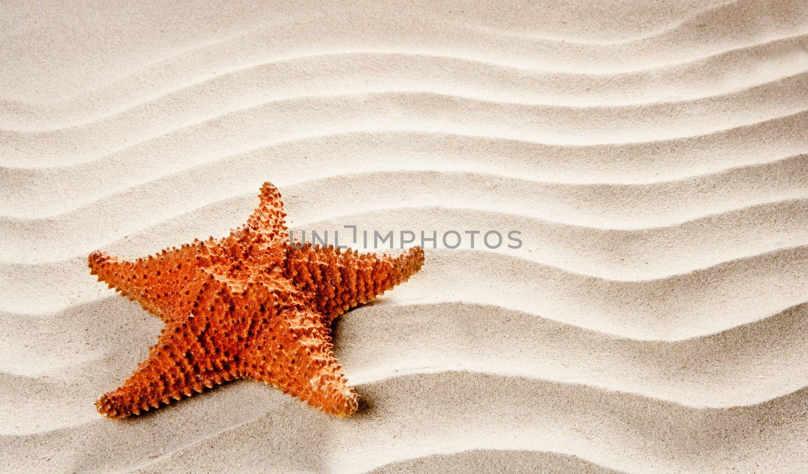 beach white wavy sand with starfish such a summer vacation symbol