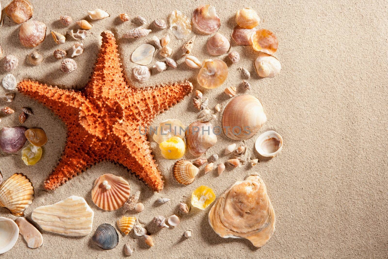 beach with white sand and starfishwith shells still life like summer vacation background