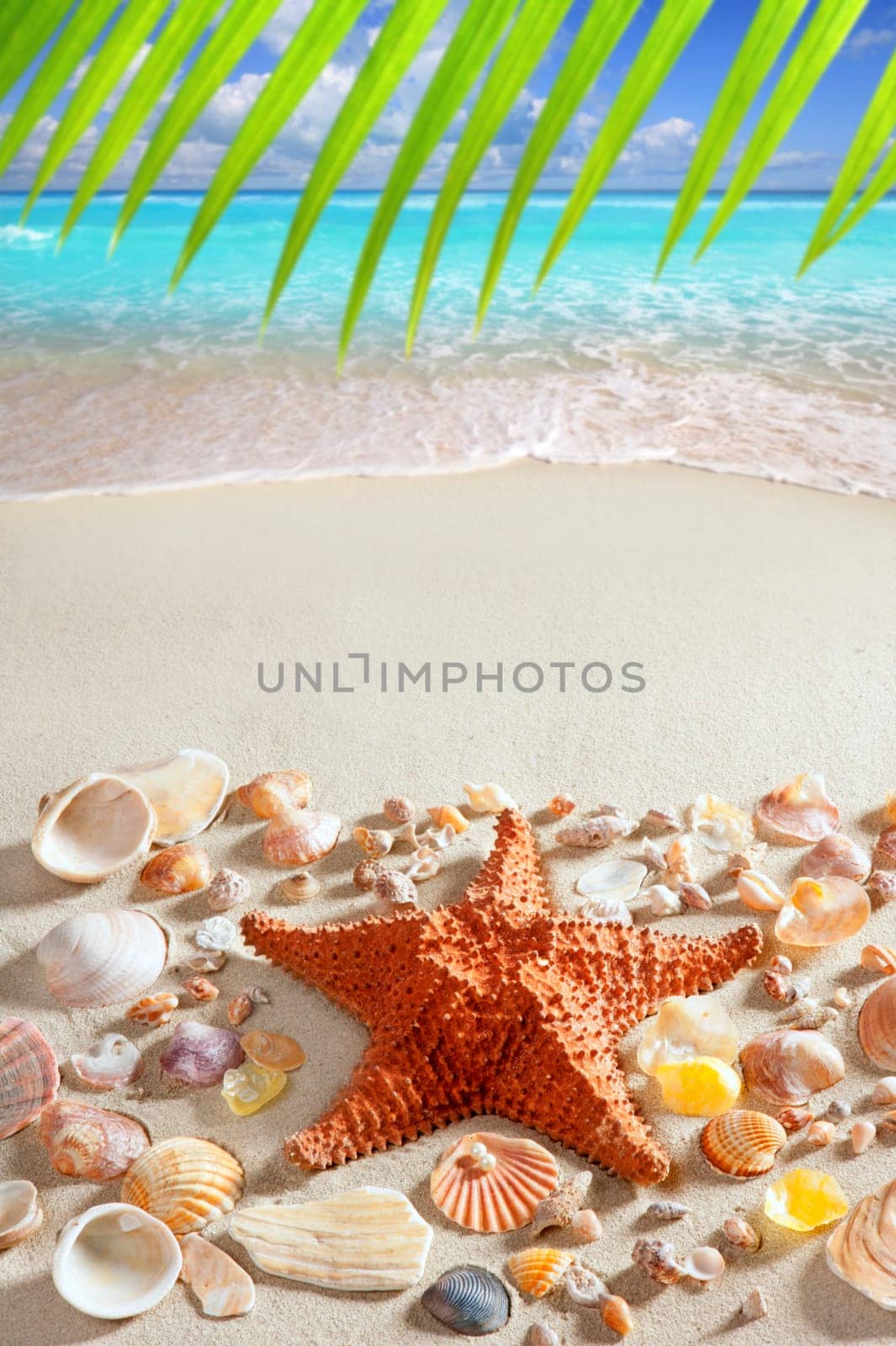 beach sand starfish caribbean tropical sea summer vacation background