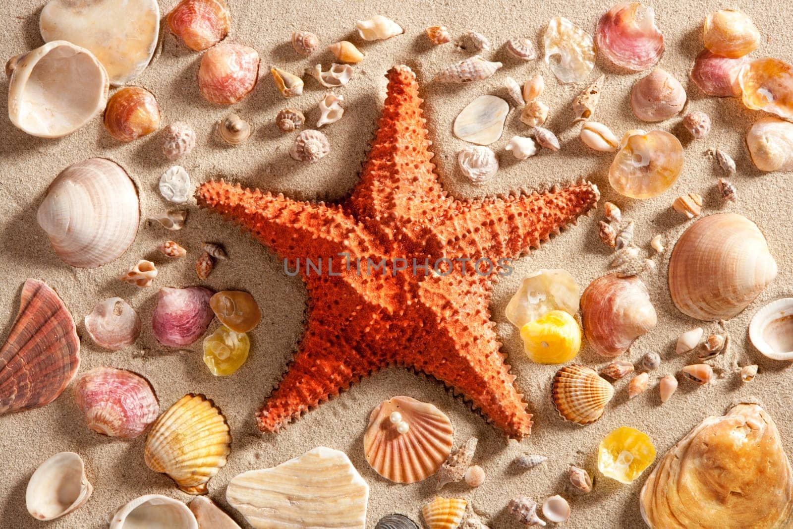 beach with white sand and starfishwith shells still life like summer vacation background