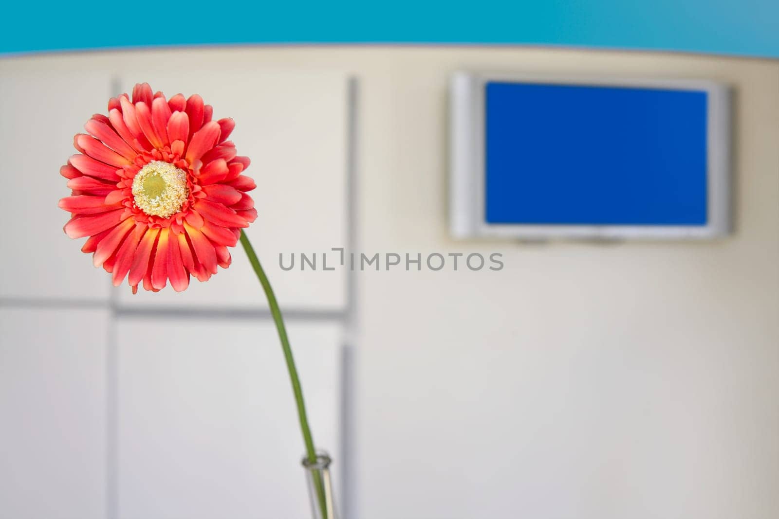 Daisy gerbera flower detail with blue tv screen in background