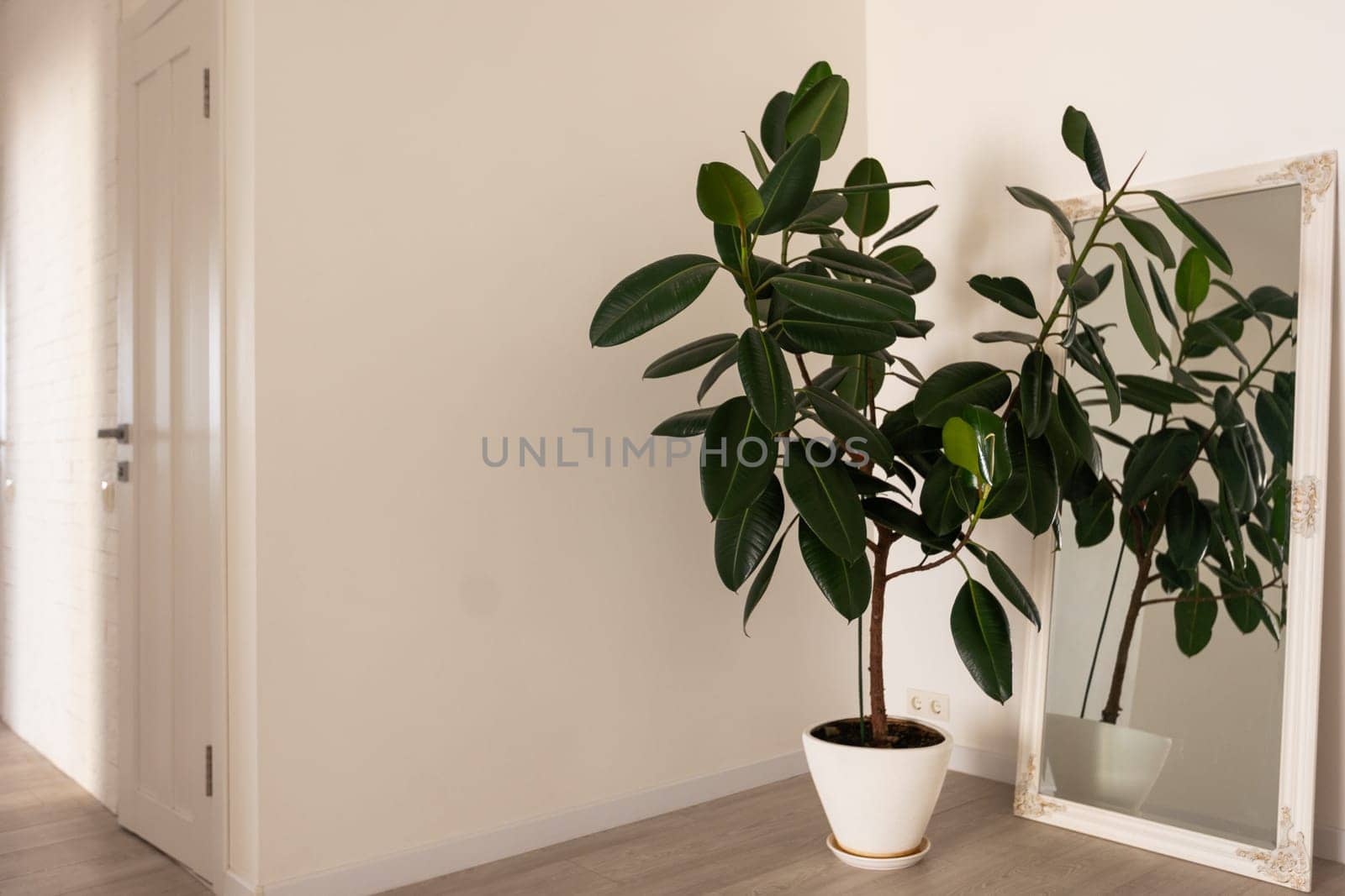 Green tropical plants in light room. Home decoration. High quality photo