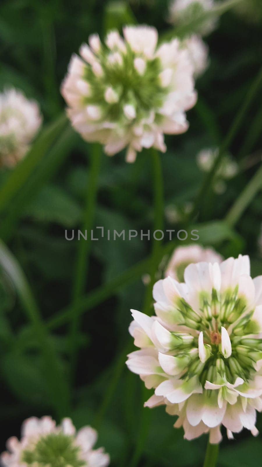 White clower in meadow. Natural green background. One single flower of white clower trifolium repens in a lawn. High quality photo