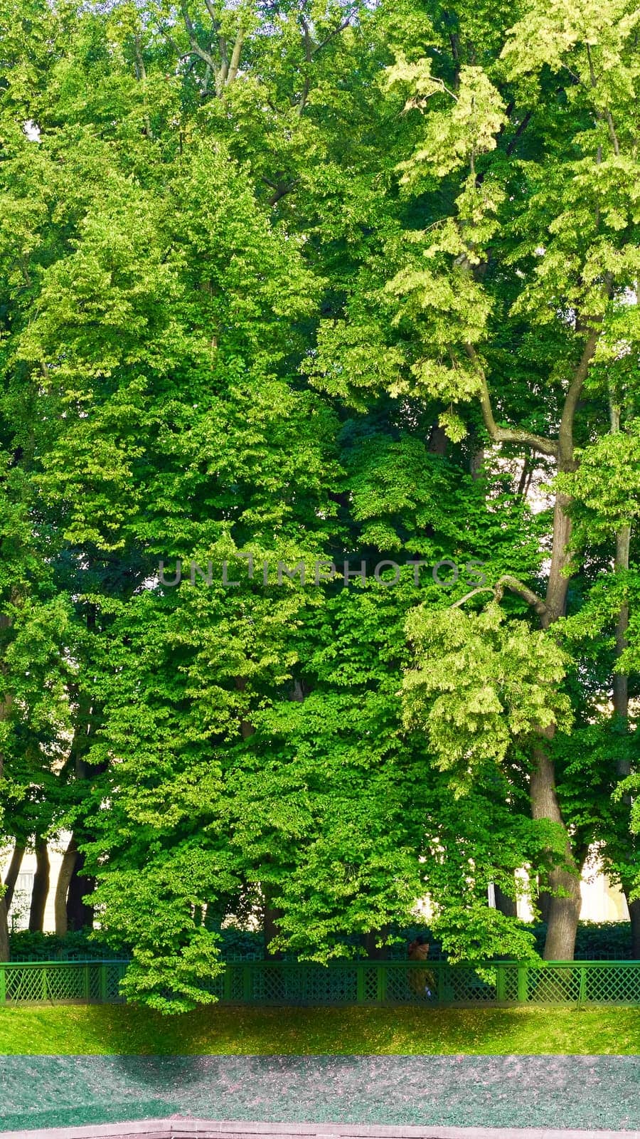 Trees and green lawn with blue sky at the public park. Green city park with trees. High quality photo