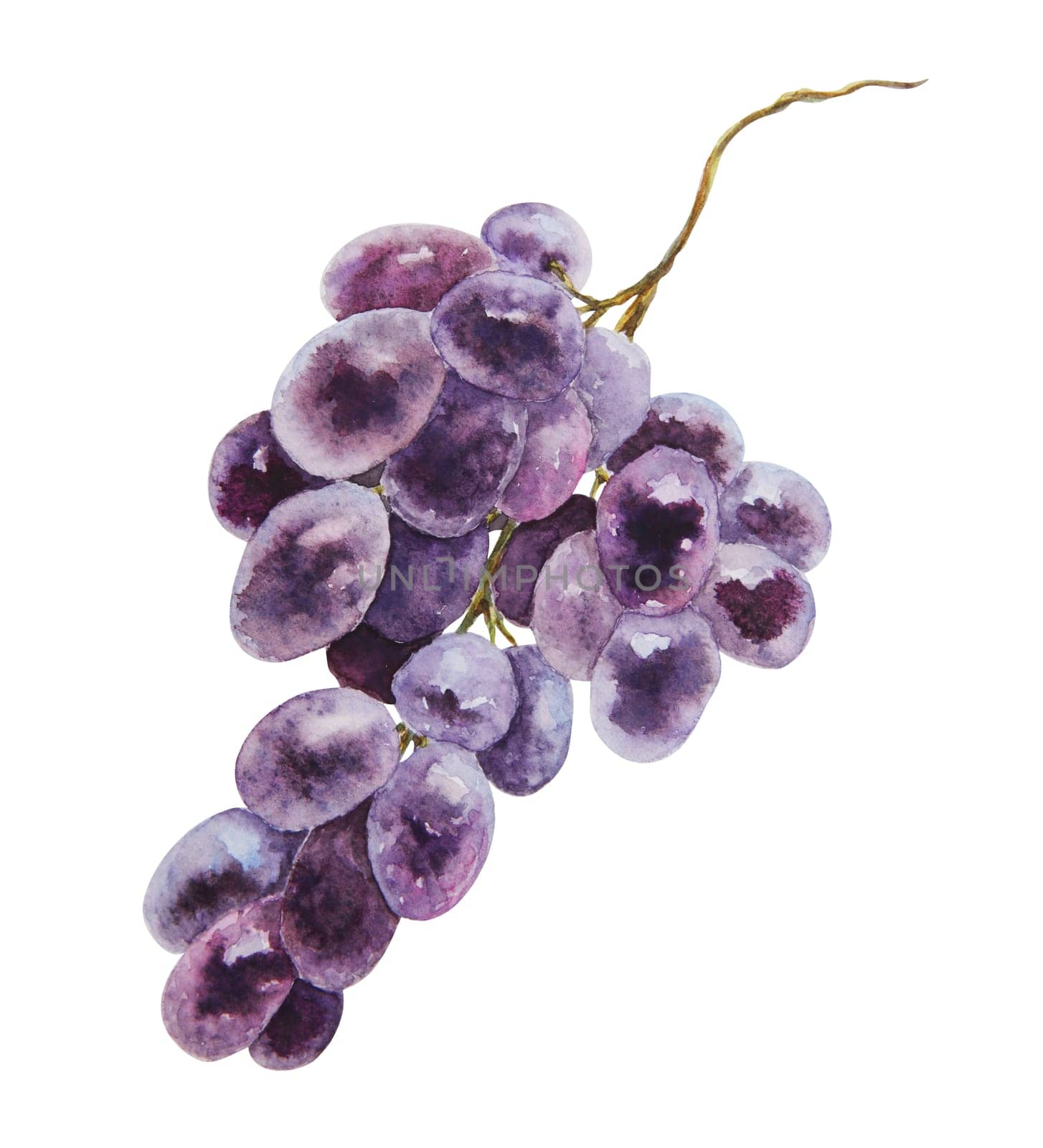 A bunch of dark grapes. Watercolor hand drawn botanical illustration. Ingredient in wine, vinegar, juice, cosmetics. Clip art for menus of restaurants, cafes, packaging of farm goods, vegan products.