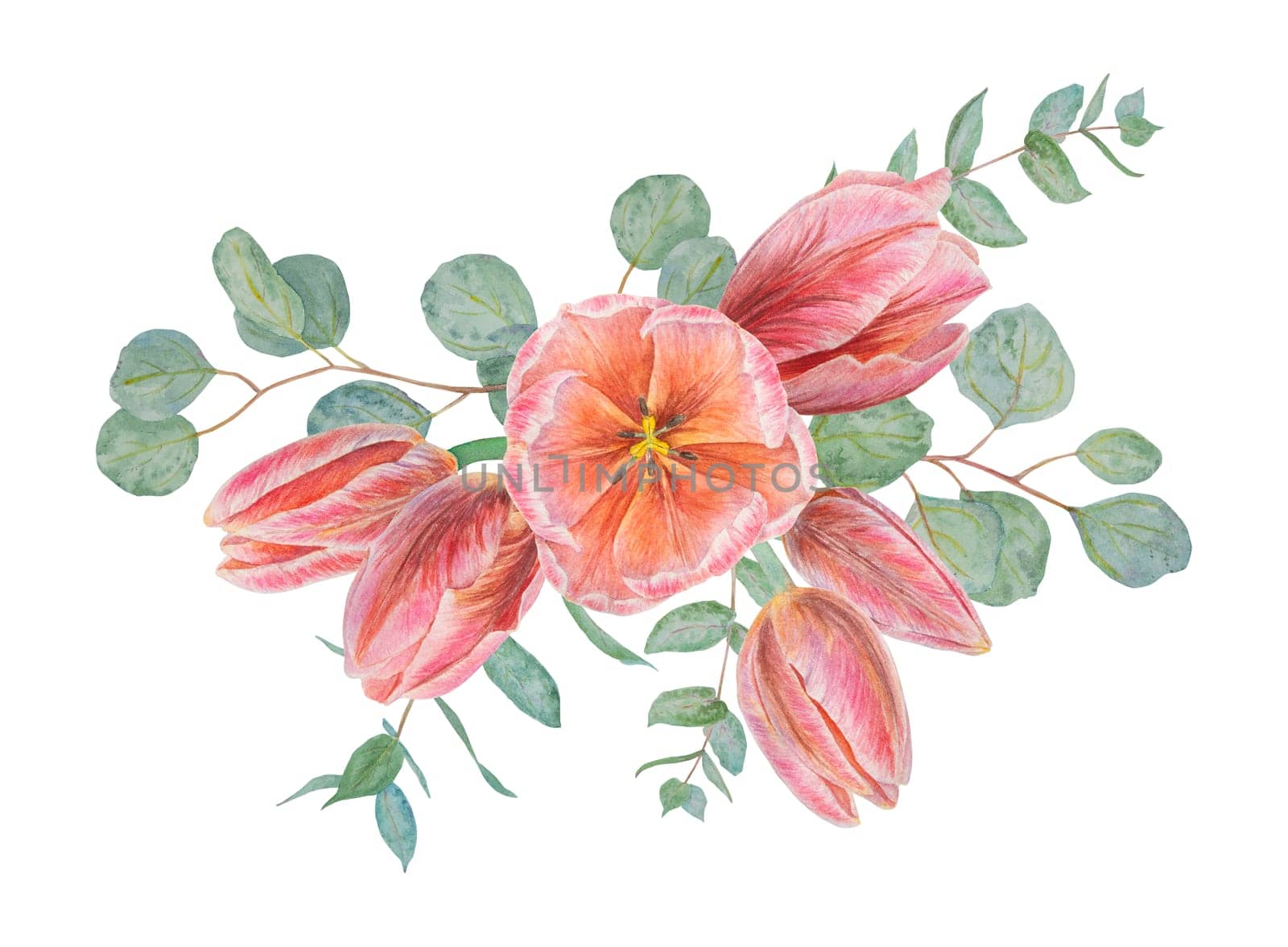 Watercolor hand drawn realistic botanical illustration of bouquet with pink tulip flowers and eucalyptus branches for your design, wedding print products, paper, invitations, cards, fabric, posters card for Mother's day, March 8, Easter, festivals