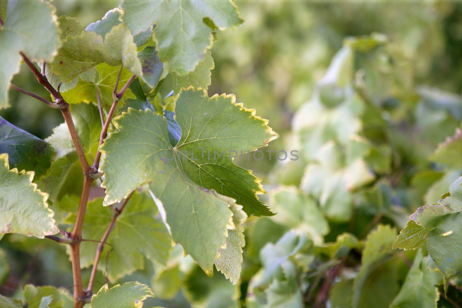 Grape details growing in vineyard field in Spain