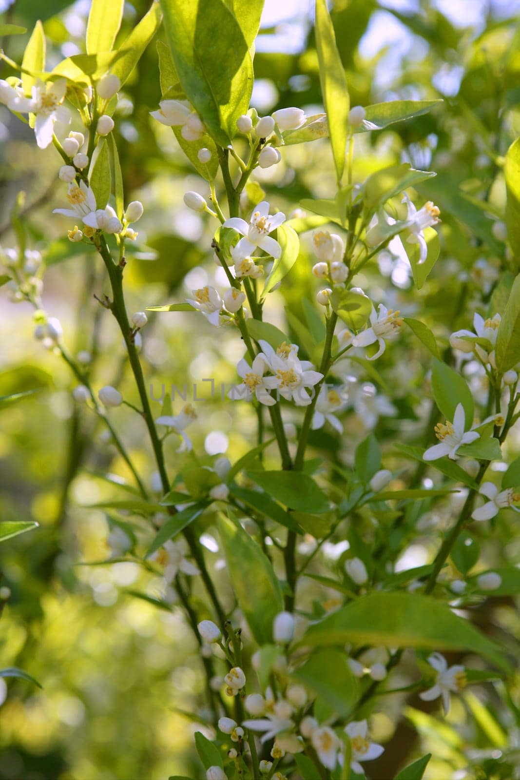 Orange tree flowers during spring in Spain