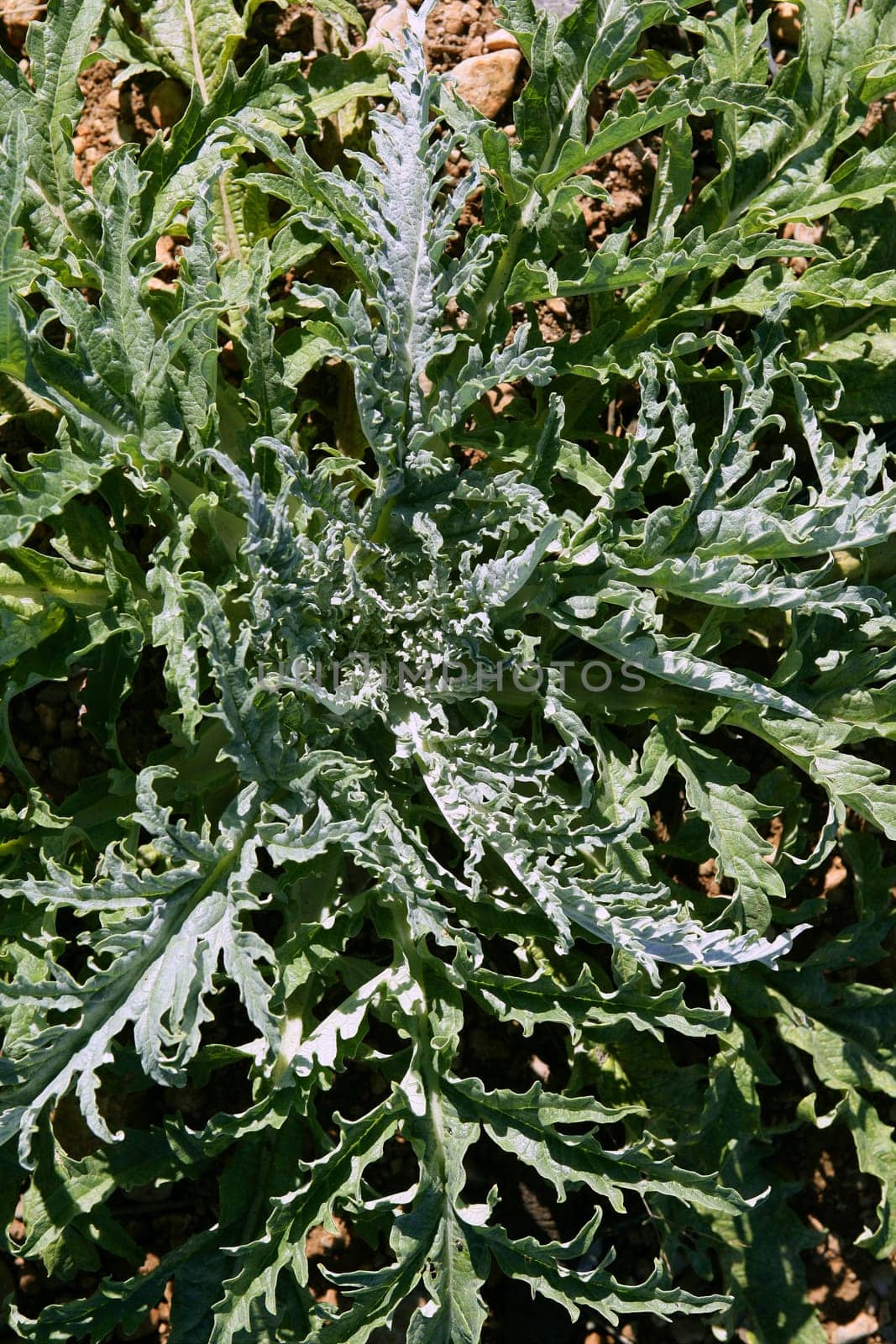 Artichoke plant detail in a summer sunny field