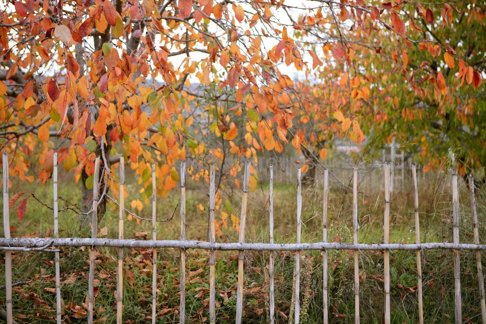 Cherry fields in golden colorful orange outumn in Spain