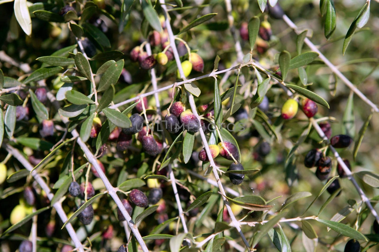 Olive field trees, branch details with olives growing