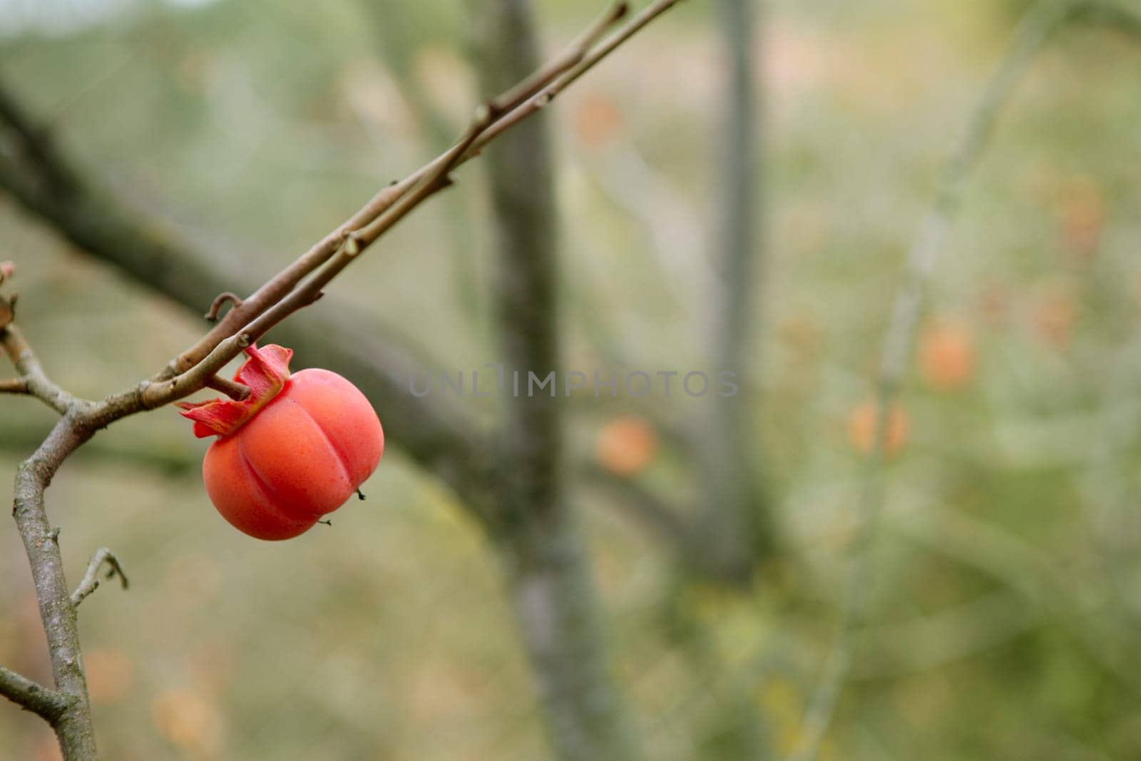 Persimmon fruit detail in vivid orange color on the tree branch