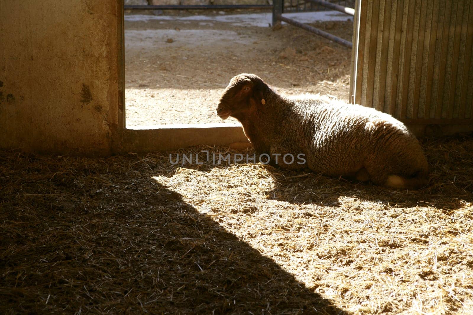 Sheep, lamb on the farm door under magic golden light