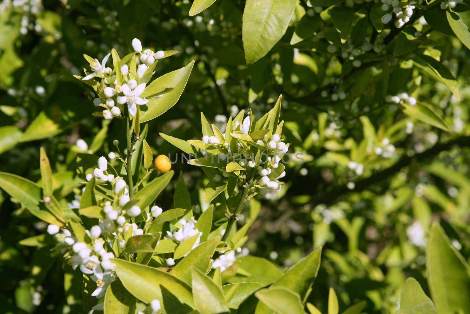 Orange tree flowers during spring in Spain