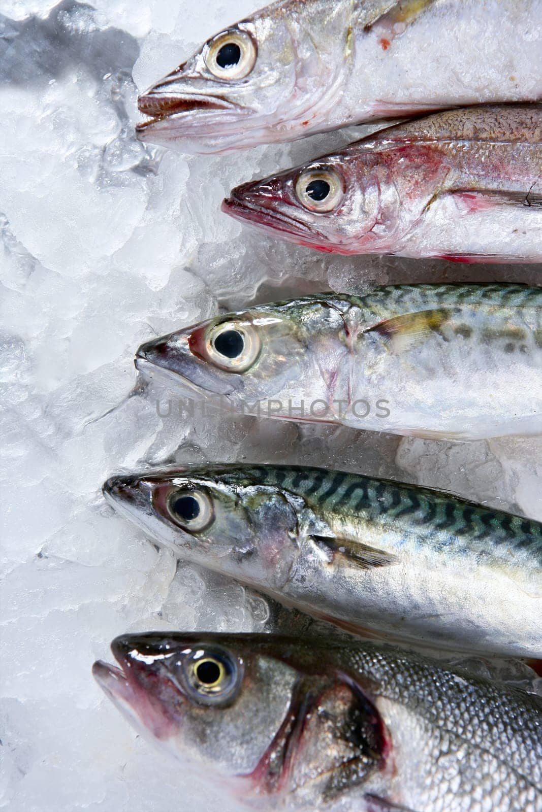 Seabass, mackerel, hake fish seafood over ice