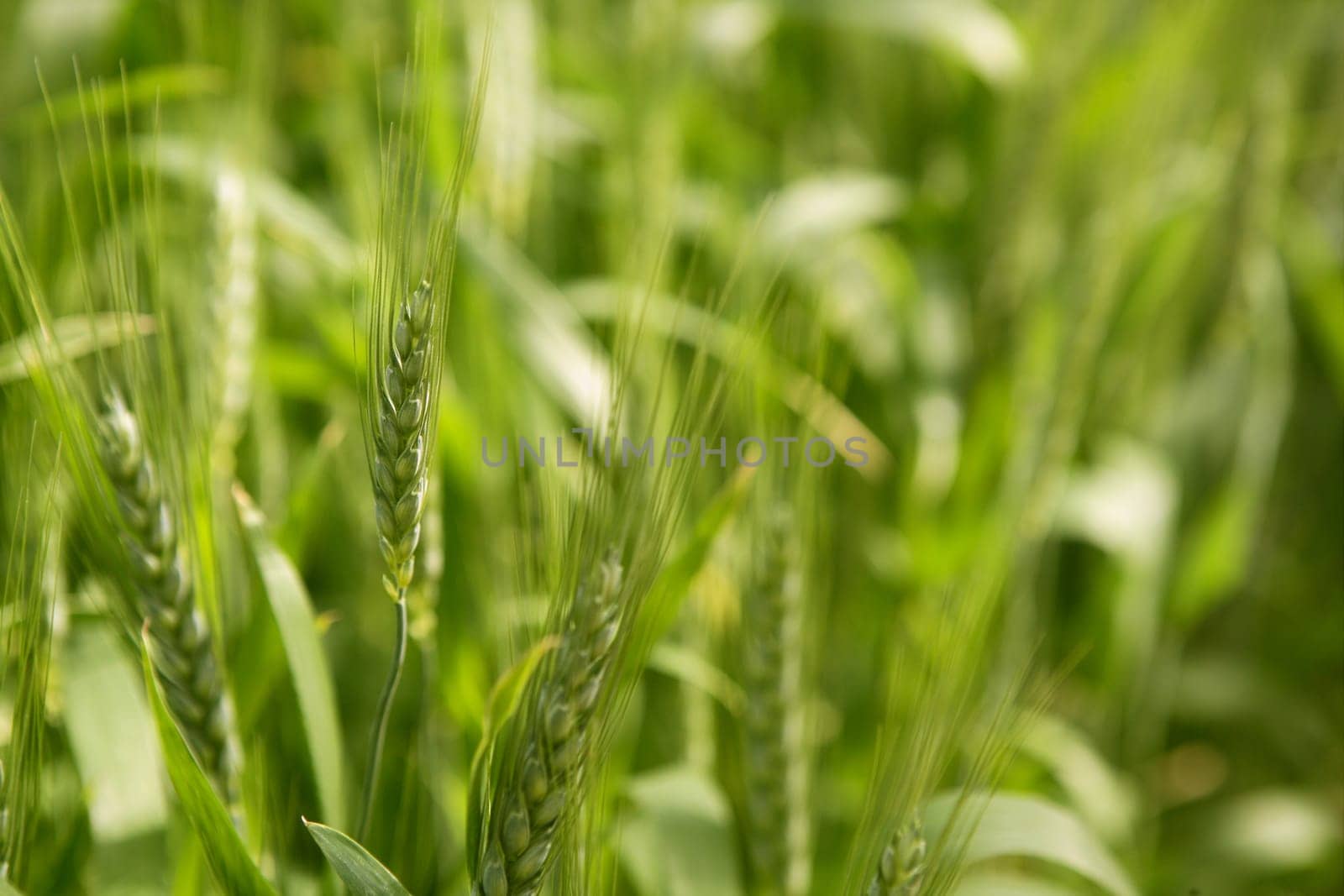 Oat Sativa cereal green field macro detail