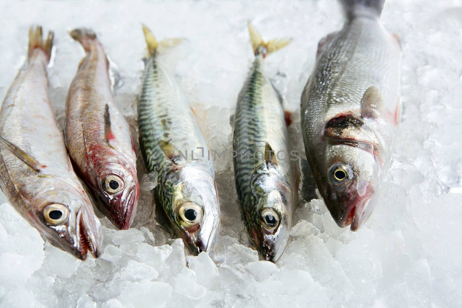 Seabass, mackerel, hake fish seafood over ice