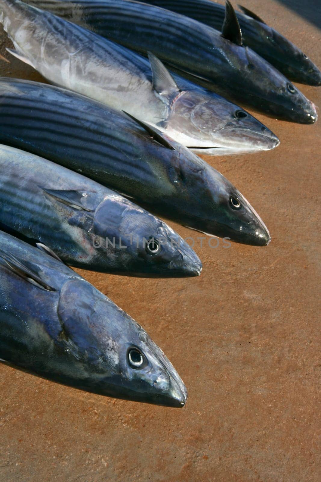 Bonito, skipjack tuna, Sarda Sarda in a row, fresh fish