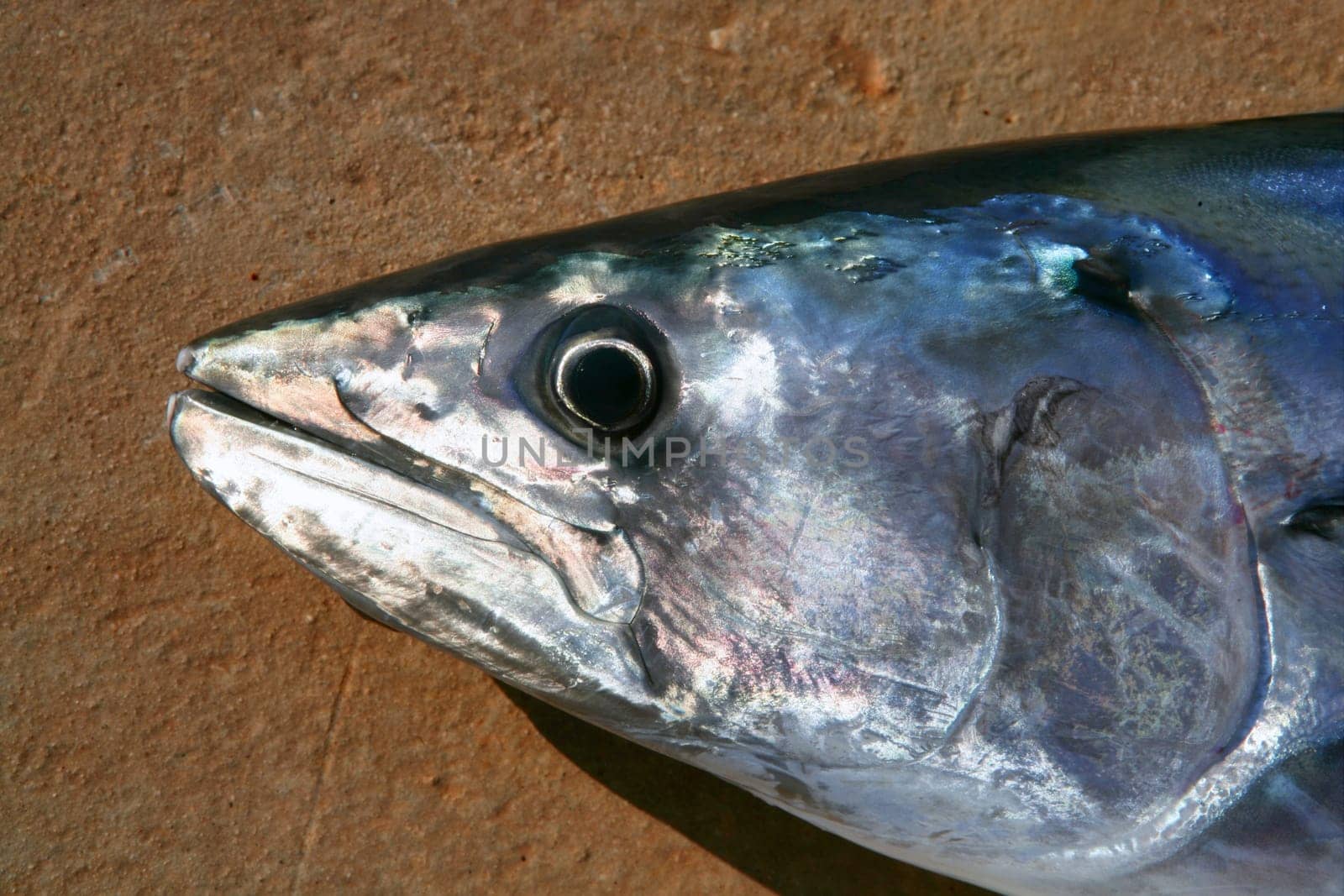Bonito, skipjack tuna, Sarda Sarda, close up face portrait macro