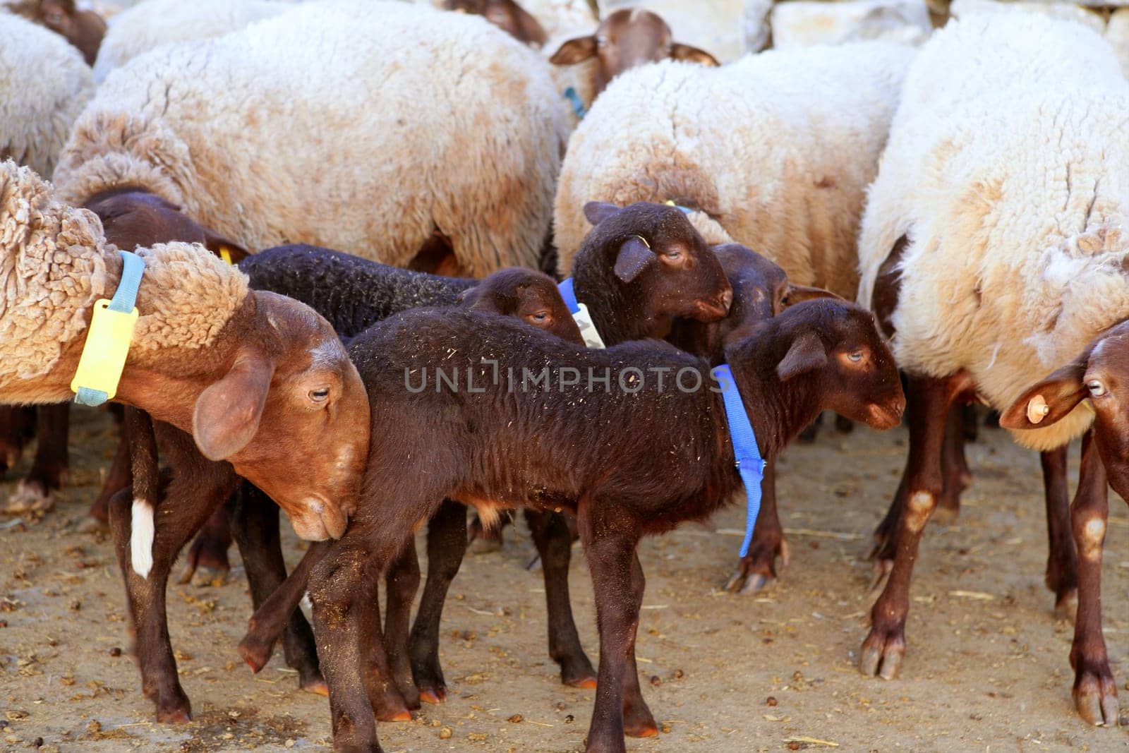 Sheep flock, baby lamb on the farm with mother