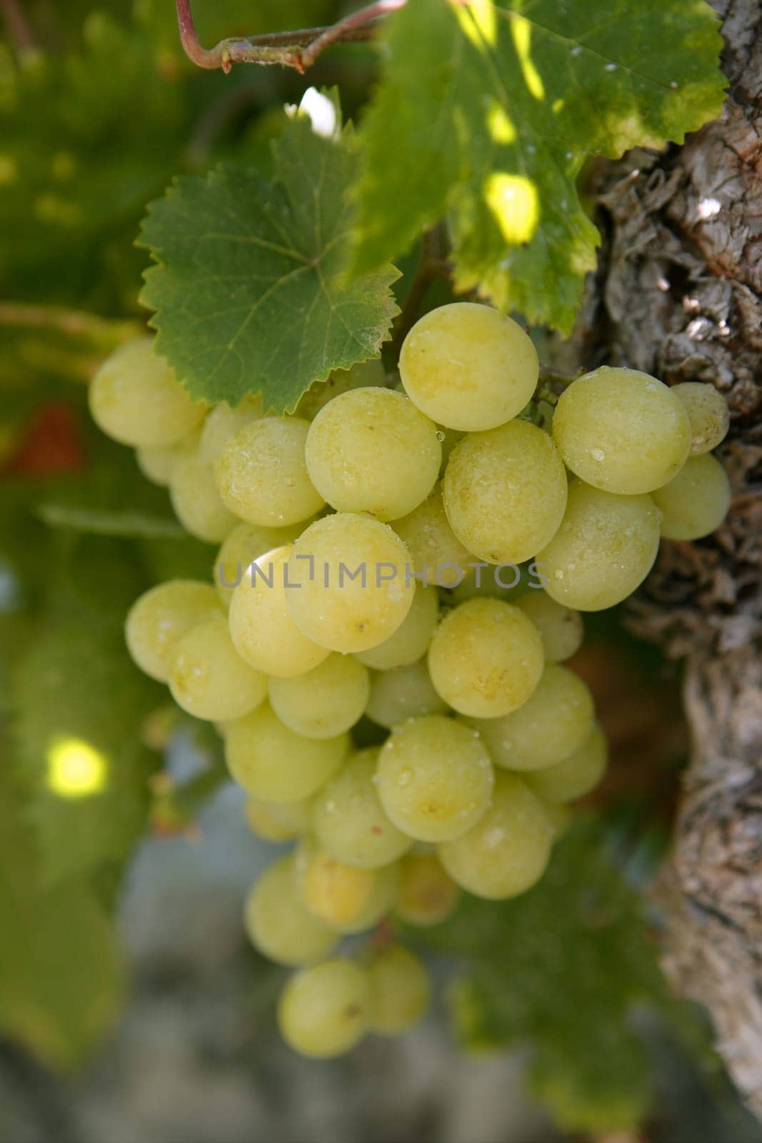 Delicious yellow autumn grape fruit macro detail