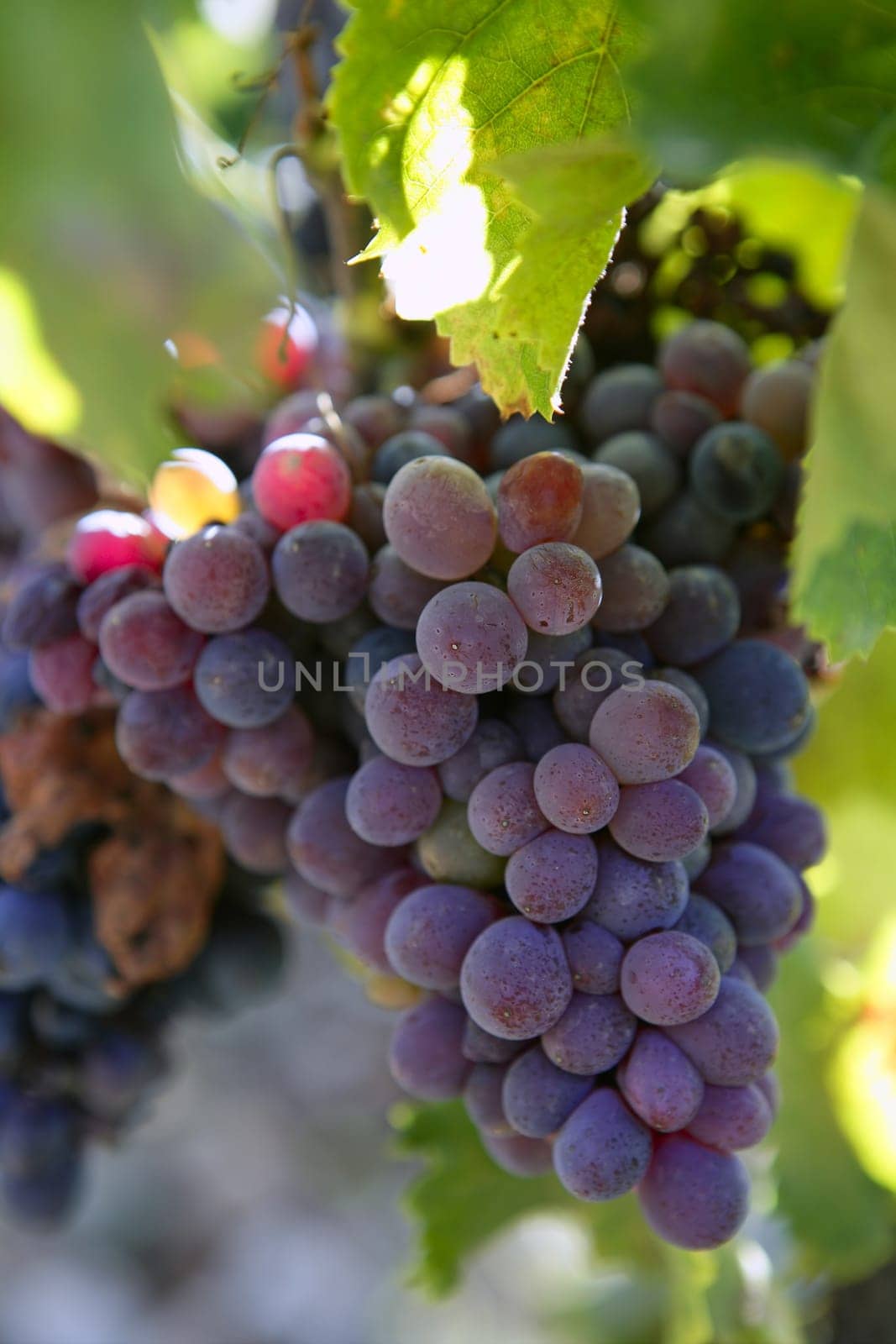 Black red grape for wine production in Spain grapevine fields