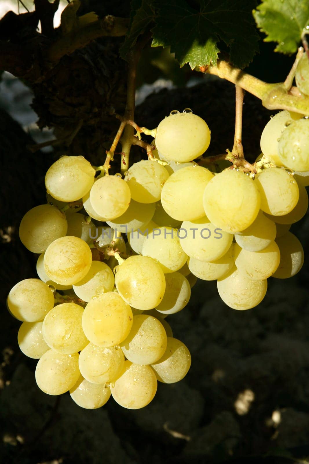 Delicious yellow autumn grape fruit macro detail