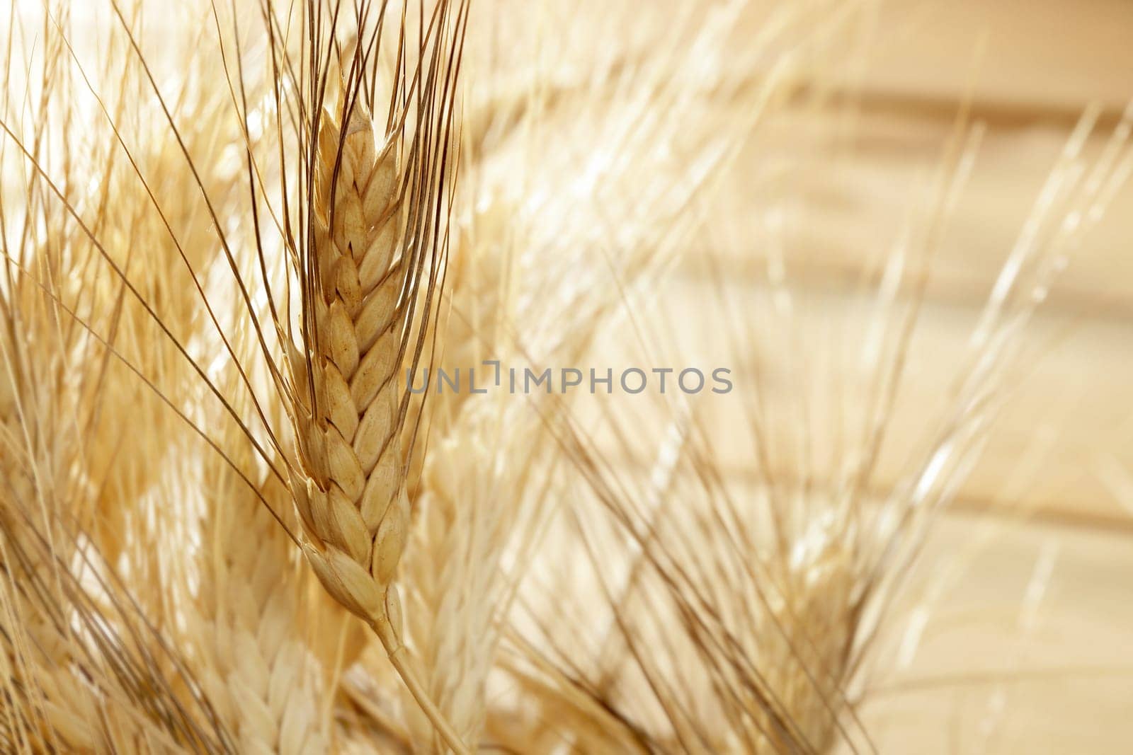 golden wheat cereal over wood background