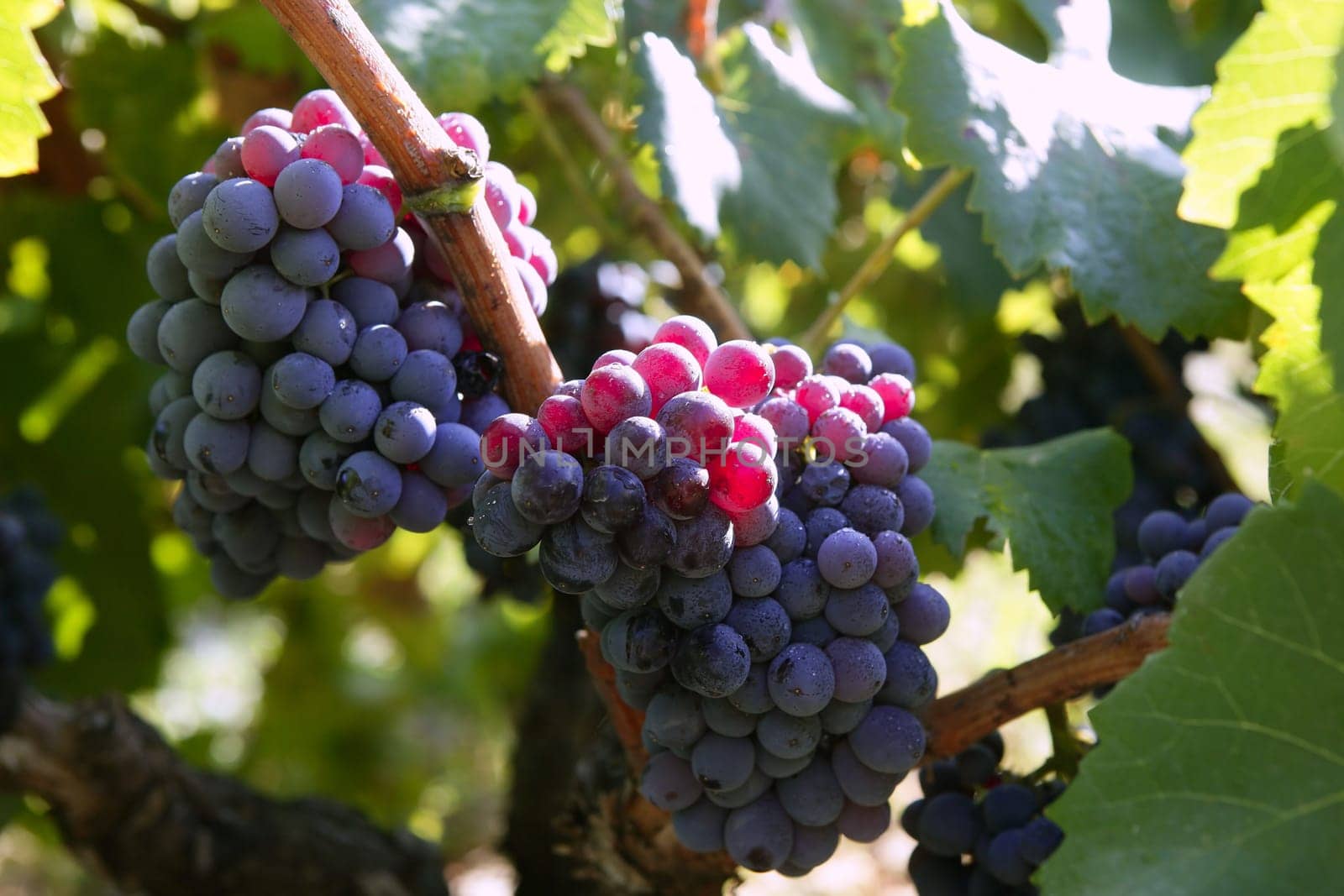 Black red grape for wine production in Spain grapevine fields