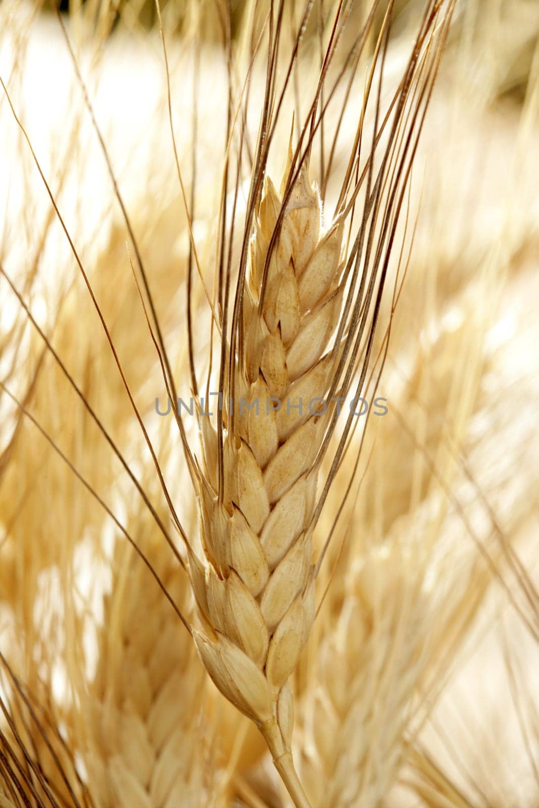 golden wheat cereal over wood background