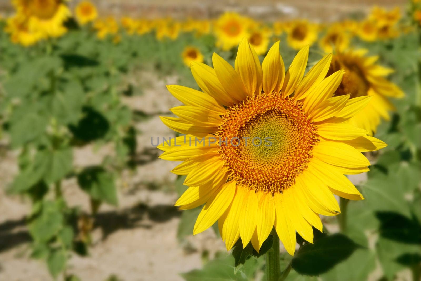 Colorful sunflower plantation with vibrant yellow flowers